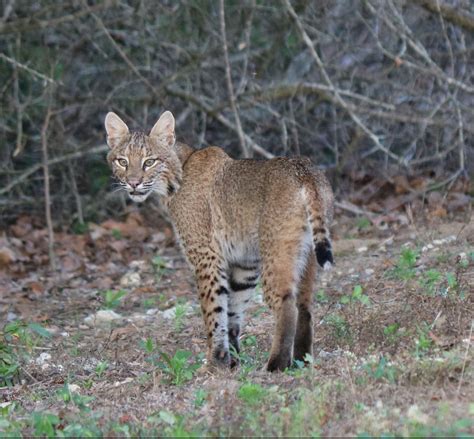 Mammals | Outdoor Alabama