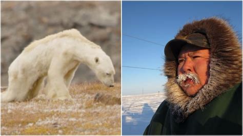 Viral video of emaciated polar bear may not be what it seems, Nunavut bear monitor says - Home ...