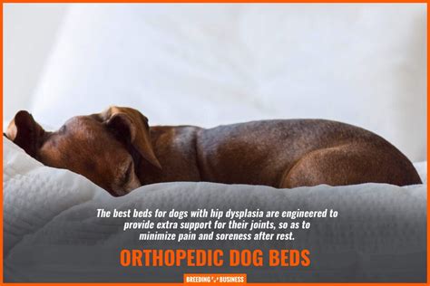 10 Best Orthopedic Dog Beds for Hip Dysplasia – Materials, Reviews & FAQ