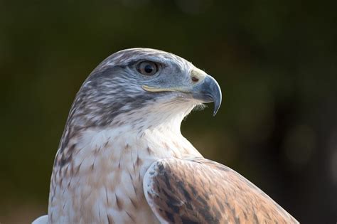 15 Species of Hawks in Arizona (with Pictures & Info) - Optics Mag