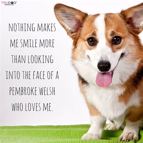 Corgi Funny, Corgi Dog, Funny Dogs, Dog Training Obedience, Dog ...