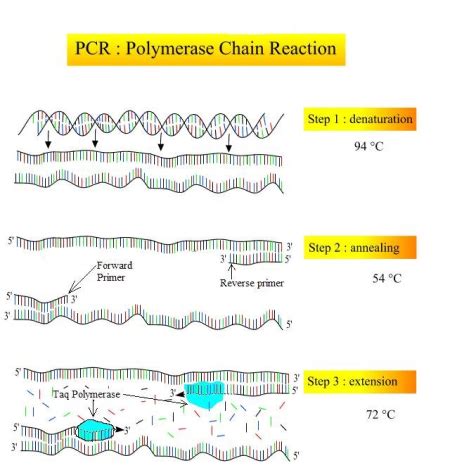 Taq Polymerase Overview, Function & Uses - Lesson | Study.com