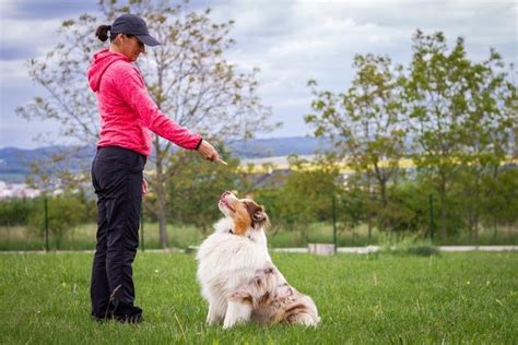 How To Become A Dog Trainer: Things To Know About Dog Training