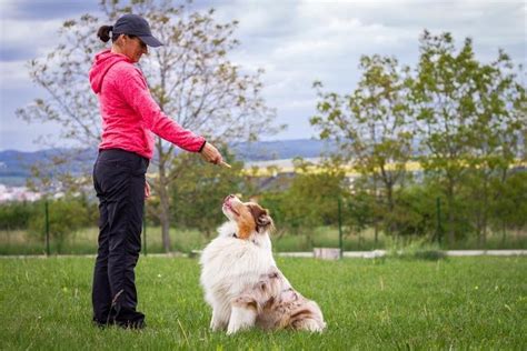 How Much Do Certified Dog Trainers Make