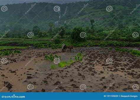 Farmers Working in Muddy Fields for Paddy Crop Stock Image - Image of fields, farm: 191159839