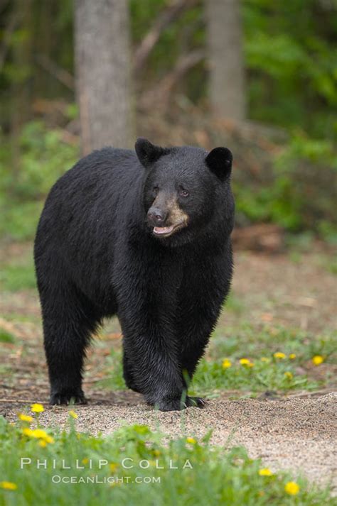 Black bear walking in a forest, Ursus americanus, Orr, Minnesota