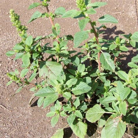 Pigweed Seeds amaranthus Retroflexus Packet of 40seeds - Etsy UK