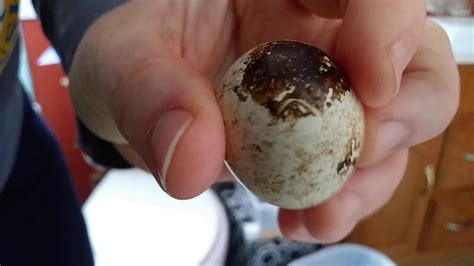 QUAIL EGGS my first time - into the incubator! - YouTube