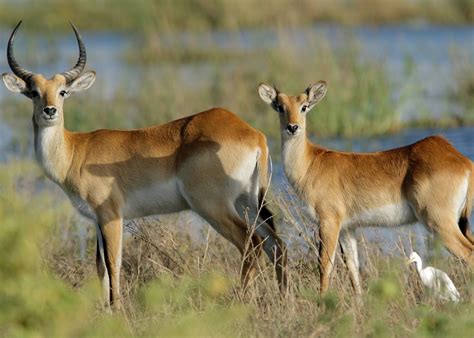 Visit Linyanti Concession in Botswana | Audley Travel