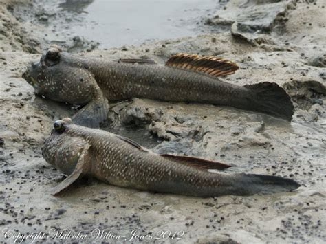 Giant Mudskipper | Project Noah