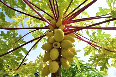 Papaya Flowers » Top Facts & Tips