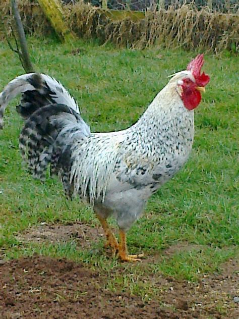 Which cream legbar rooster do I keep? | BackYard Chickens - Learn How to Raise Chickens