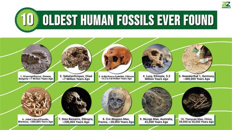 The 10 Oldest Human Fossils Ever Found - A-Z Animals