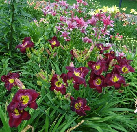 Daylilies: Plant Care and Collection of Varieties - Garden.org