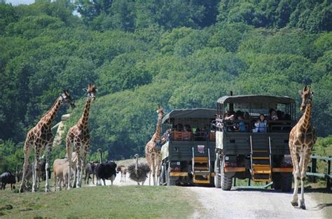 Amazing Authentic Safari. - Review of Port Lympne Reserve, Lympne, England - Tripadvisor