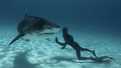 Freediving with sharks - Phuket Freediving with SSS Phuket