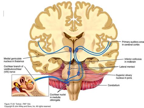 Auditory pathway