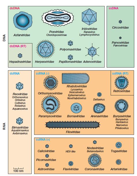 Adenovirus Classification