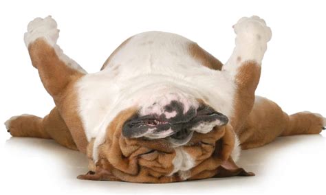 Why Do Dogs Sleep on Their Backs? You May Be Surprised - AZ Animals