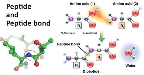 Peptide bond- definition, formation, degradation, examples | Peptide bond, Peptides, Enzyme ...