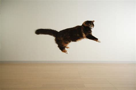 Cat Jumping In Air Photograph by Junku - Fine Art America