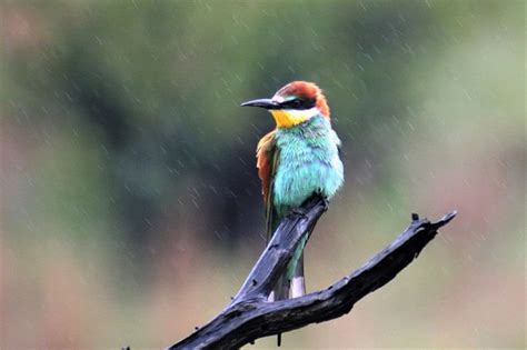 European Bee-Eater (Merops apiaster): 10 Interesting Facts