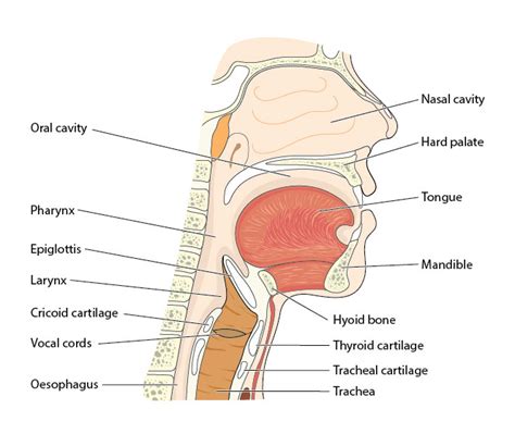 Biology: The Nose: Level 1 activity for kids | PrimaryLeap.co.uk