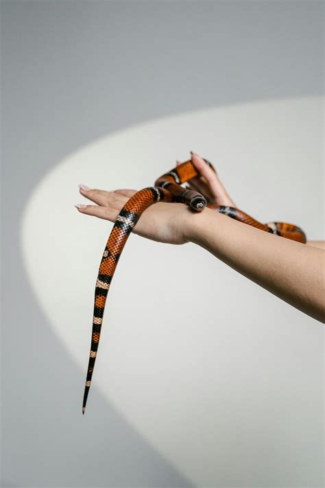 A Snake on Person's Hands · Free Stock Photo