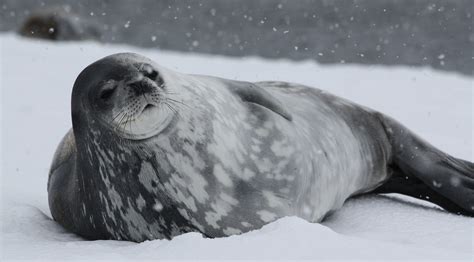 Are Seals Endangered In Antarctica? | Aurora Expeditions