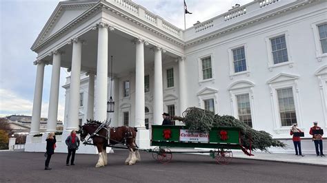 First lady welcomes NC fir as White House Christmas tree | McClatchy ...