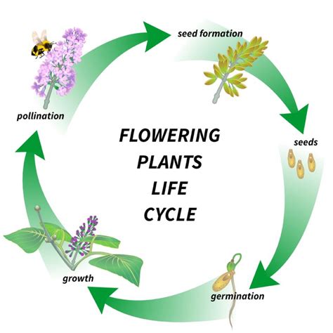 life cycle of a plant | Plant life cycle, Life cycles, Plant life