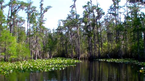 Okefenokee Swamp