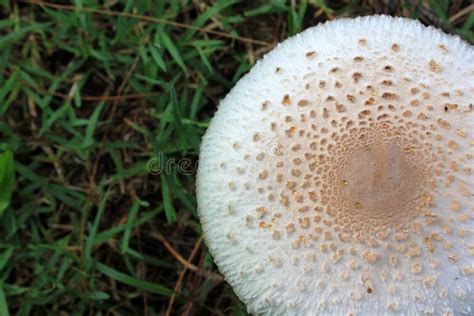 White Mushrooms on the Lawn. Stock Image - Image of forest, garden: 86952057