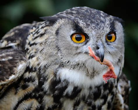 Owl Eating stock image. Image of gaze, animals, clever - 35253427