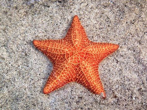 12 Fascinating Facts About Sea Stars