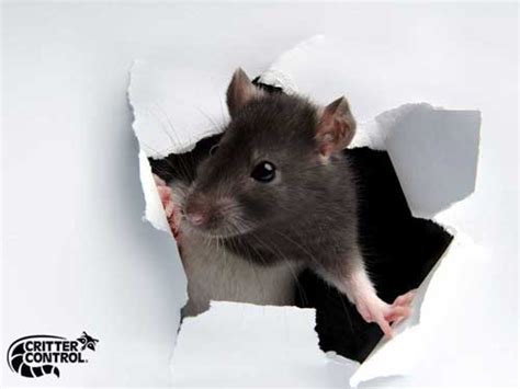 How To Tell If Mice Are In Your Walls | Critter Control Of Orlando