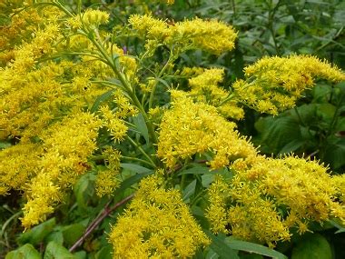 Goldenrod: Pictures, Flowers, Leaves & Identification | Solidago