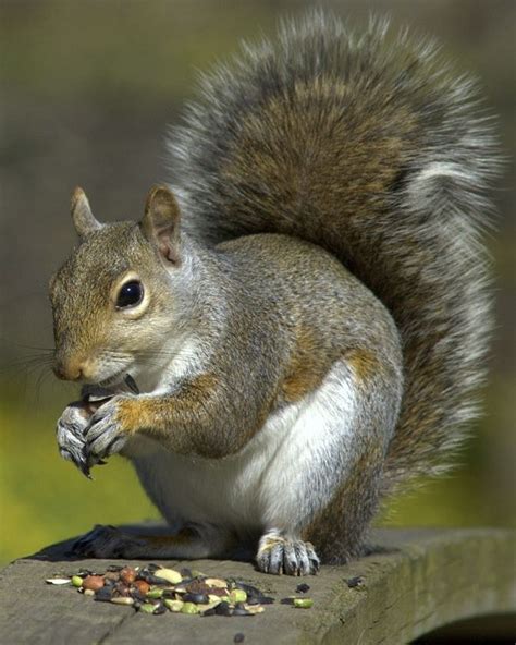 The News For Squirrels: July 2011