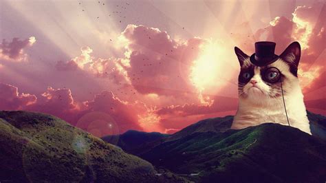 Zoom Background Image Cat