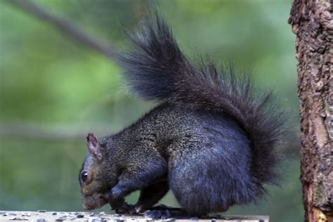 Gray Squirrel (Sciurus carolinensis)