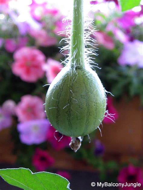 Hand Pollination of Watermelon Flowers