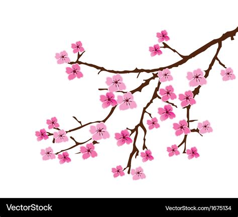 Cherry blossom Royalty Free Vector Image - VectorStock