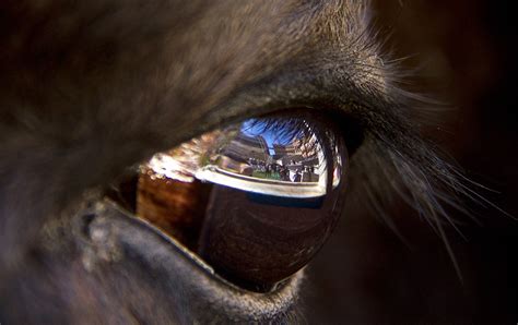 Up close and personal with CU Buffs' mascot Ralphie, the best buffalo ...