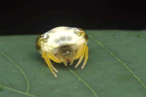 Fact File: Bird-dropping spider (Celaenia excavata) - Australian Geographic