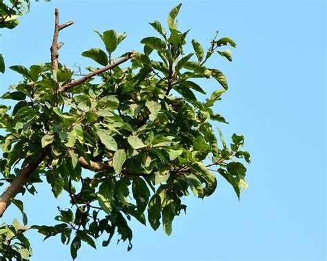 Umbar leaves_Cluster fig_Ficus racemosa_Moraceae_MNP_2012_12_23_6767 | Flickr - Photo Sharing!