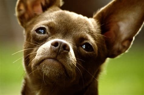 File:Chihuahua Dog 001.jpg - Wikimedia Commons