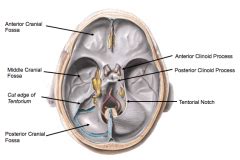 Neuroanatomy Flashcards - Cram.com