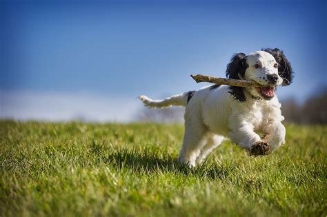 Is Your Dog Bored? Here are 4 Boredom Busters