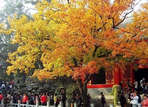 Fragrant Hills, Fragrant Hills Park Beijing, Xiangshan Park Guide