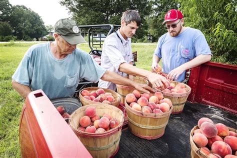 Chitwood Peach Orchard - North Georgia Living